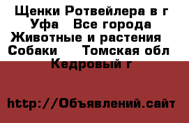 Щенки Ротвейлера в г.Уфа - Все города Животные и растения » Собаки   . Томская обл.,Кедровый г.